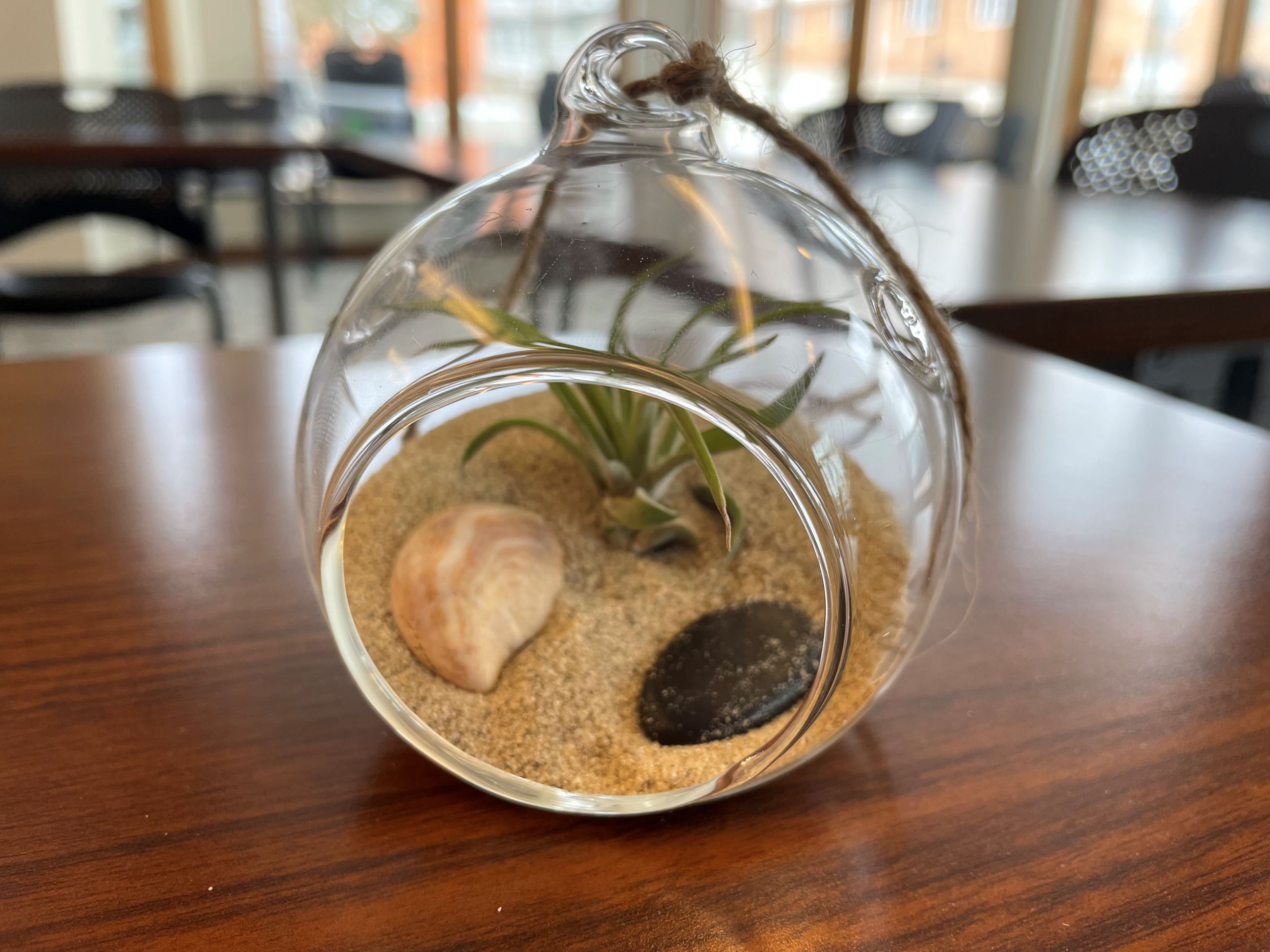 Small glass terrarium with sand, two stones (one tan and one black), and one air plant